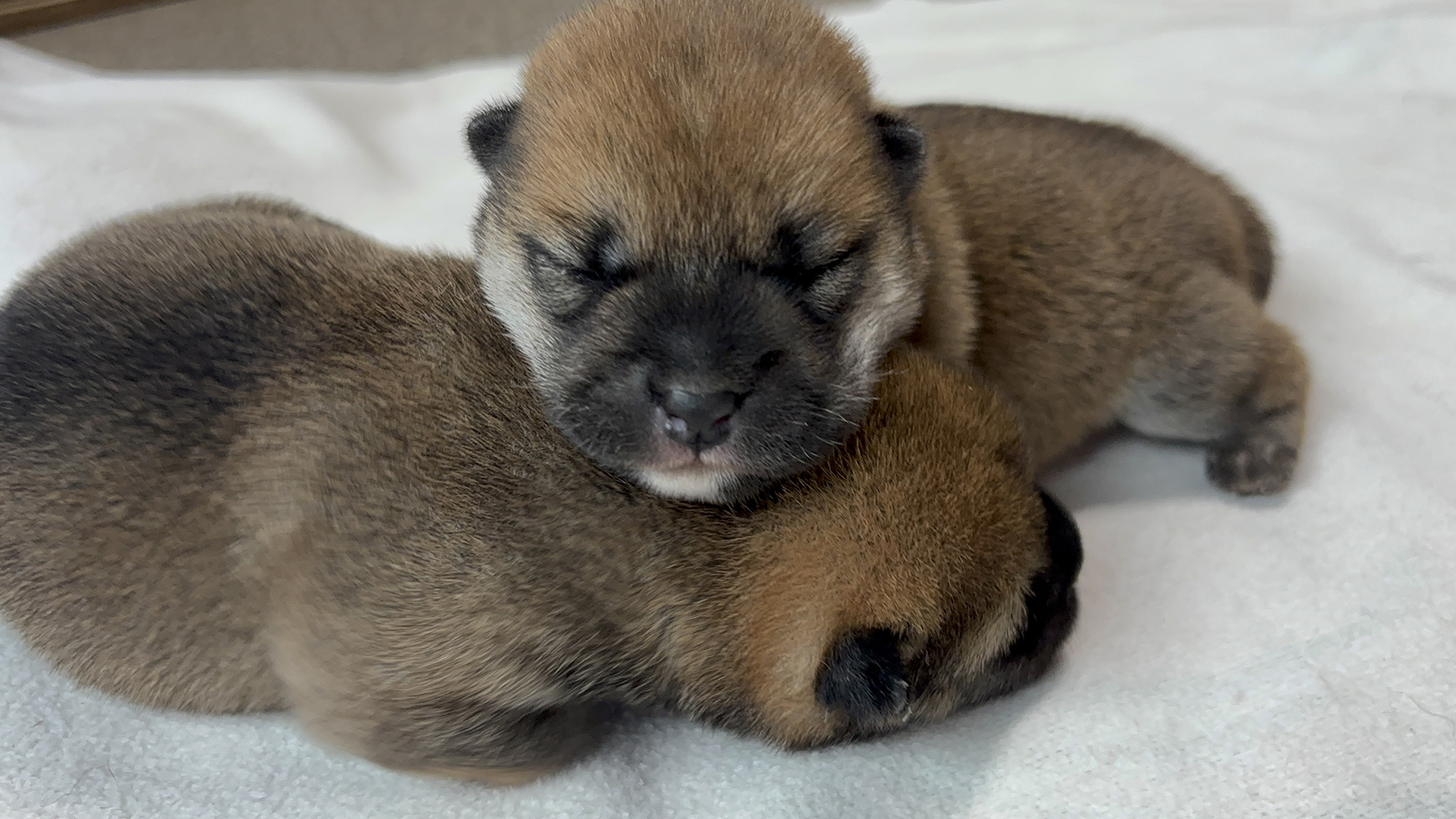 2026年4月4日に柴犬の仔犬が産まれました。