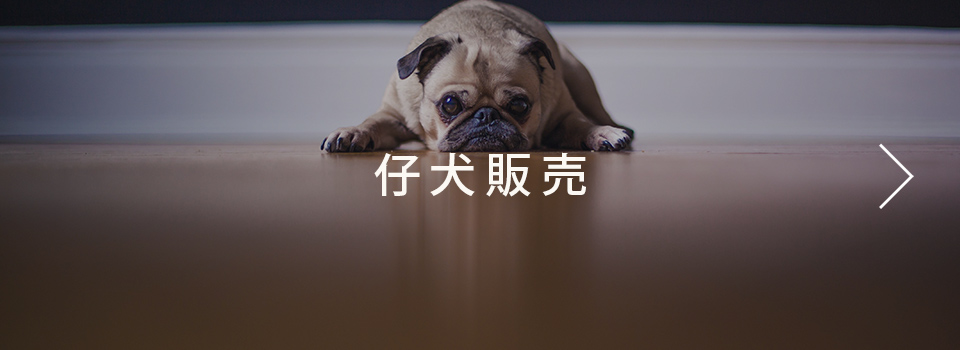 仔犬販売