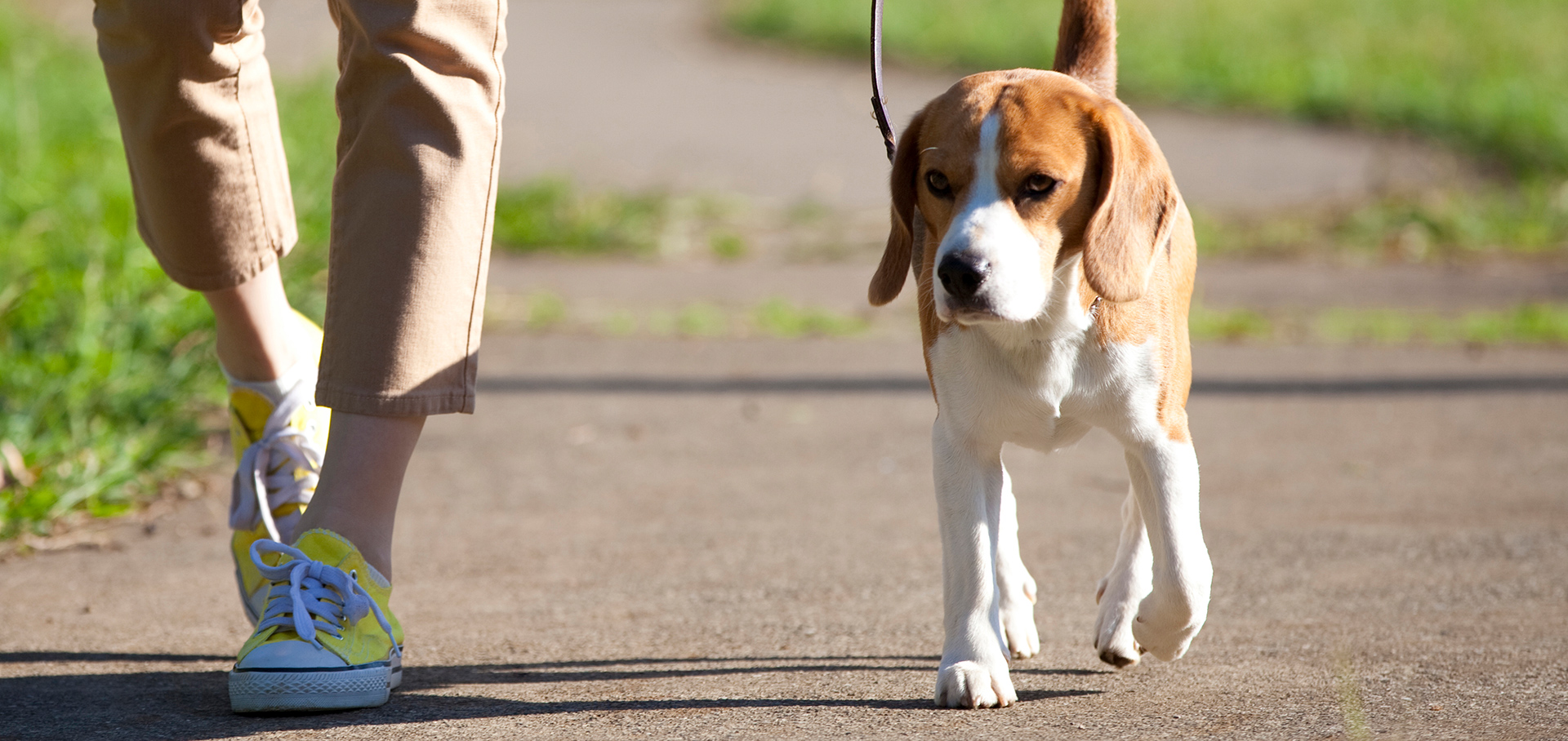 羽島警察犬愛犬大野訓練所