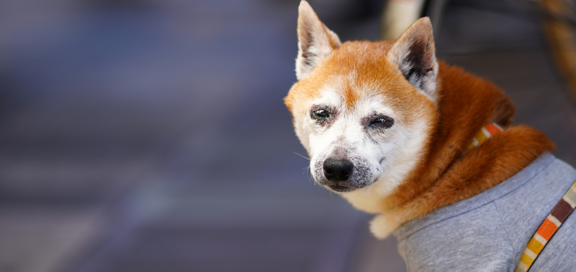 羽島警察犬愛犬大野訓練所