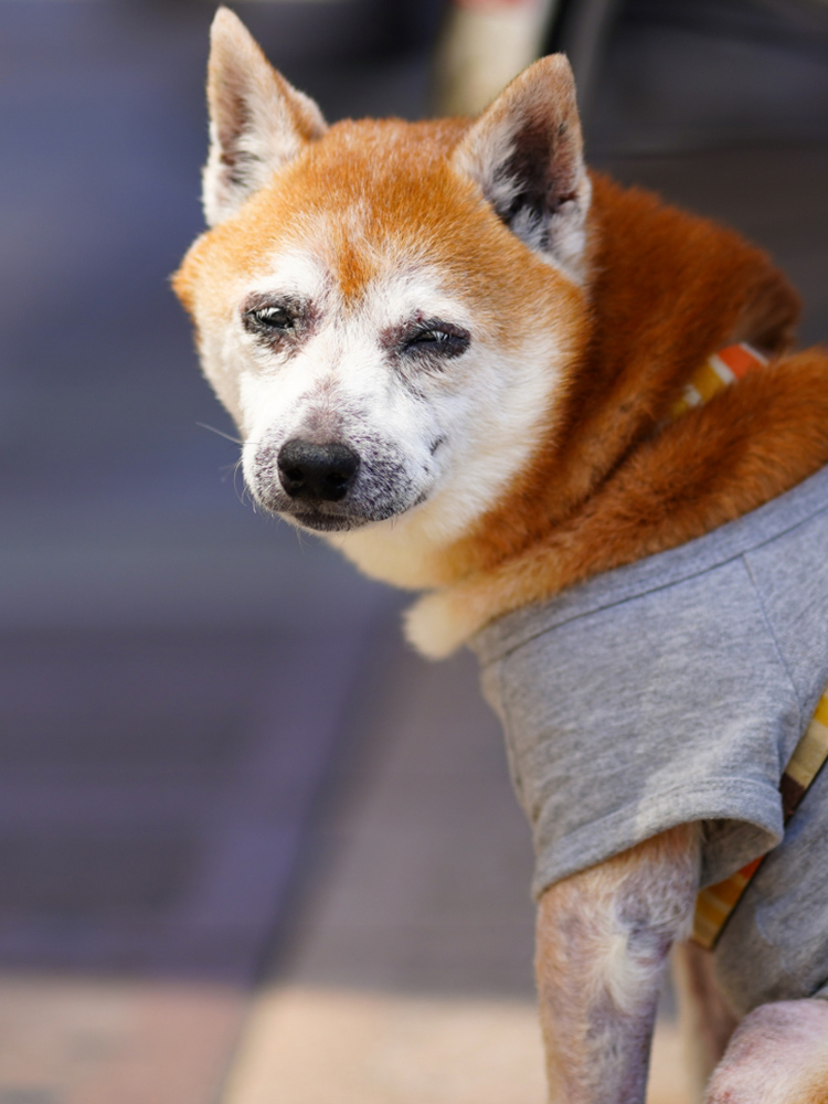 羽島警察犬愛犬大野訓練所 大野町の愛犬 警察犬のしつけ 訓練なら 羽島警察犬愛犬大野訓練所 大野町の愛犬 警察犬のしつけ 訓練なら
